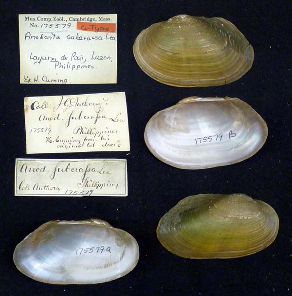 specimen
