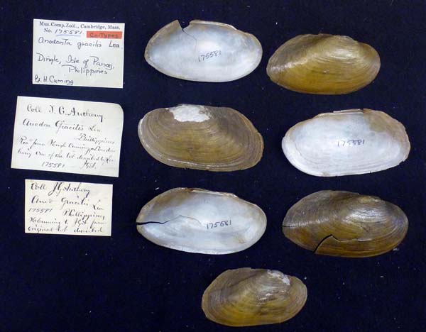 specimen
