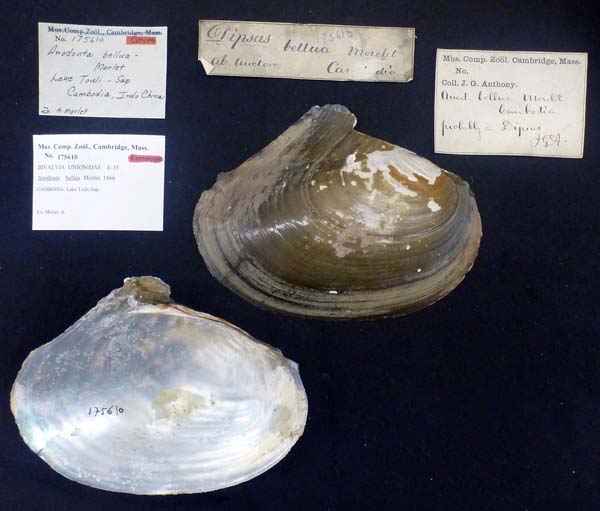 specimen