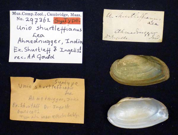 specimen