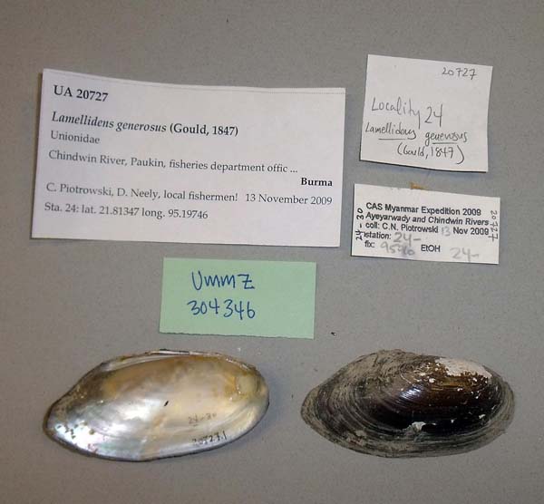 specimen