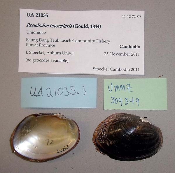 specimen
