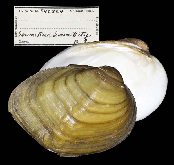 specimen
