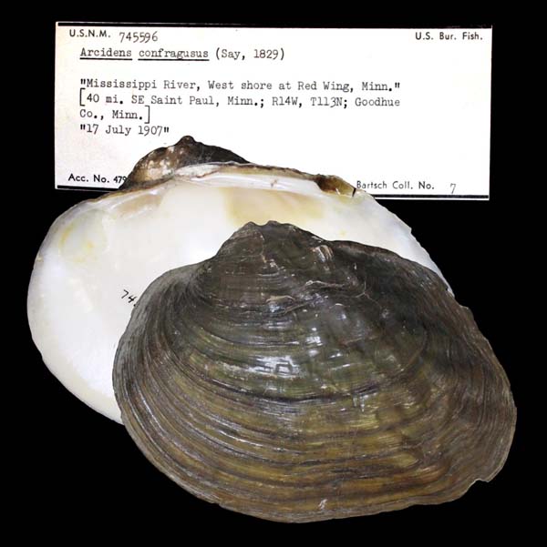 specimen