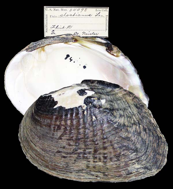 specimen