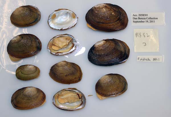 specimen
