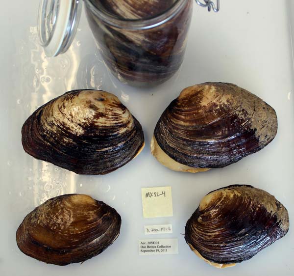 specimen