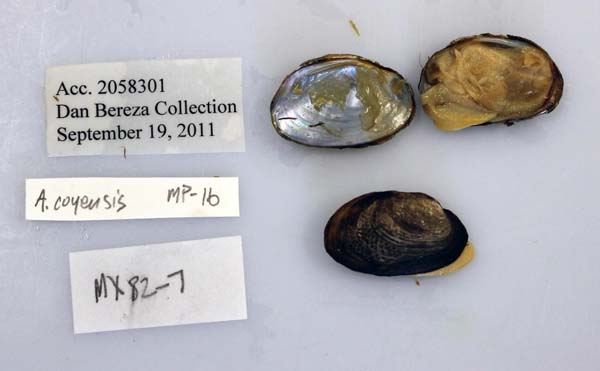 specimen