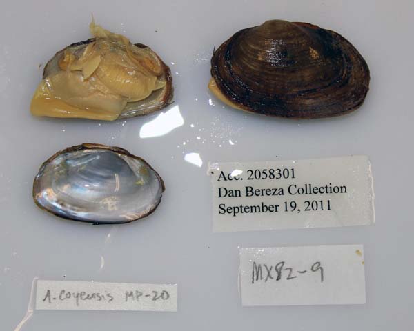 specimen