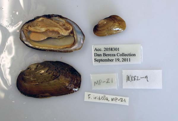 specimen