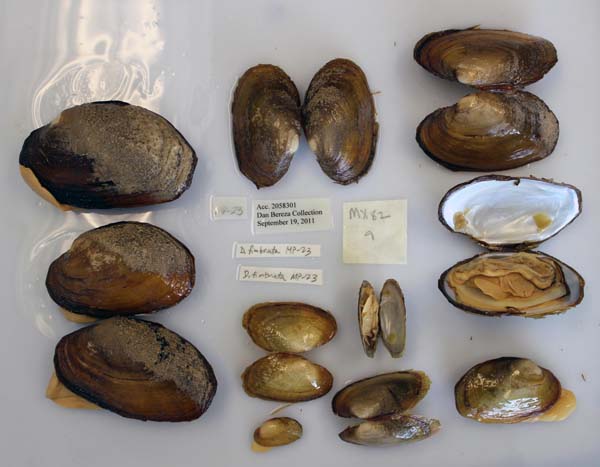 specimen