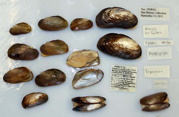 specimen
