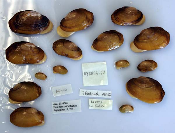 specimen