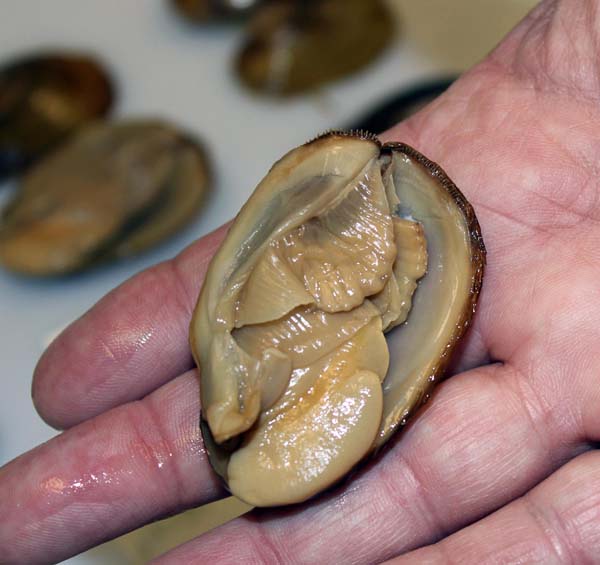 specimen