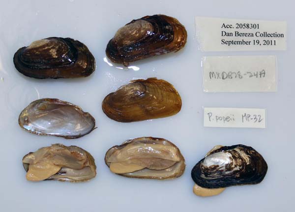 specimen