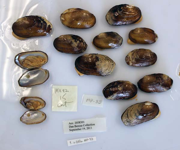 specimen