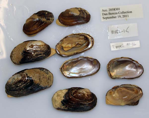 specimen