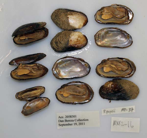 specimen