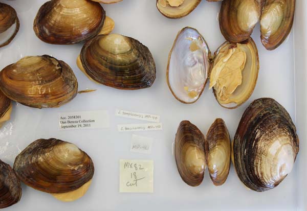 specimen