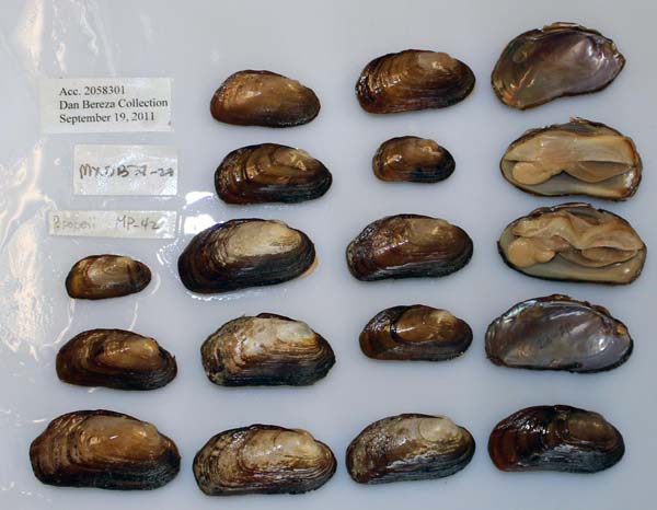 specimen