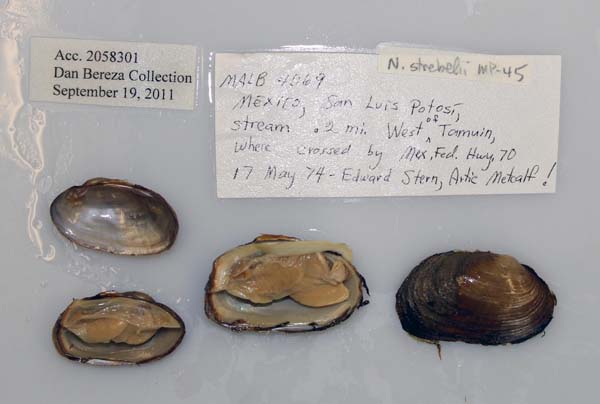 specimen