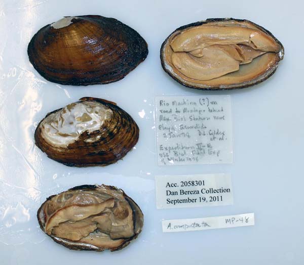 specimen