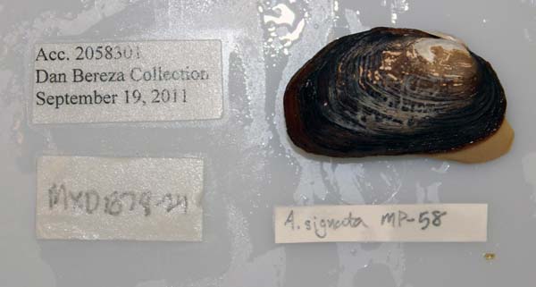 specimen