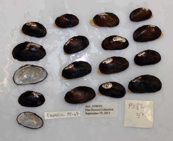 specimen