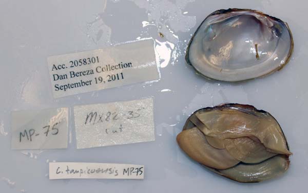 specimen