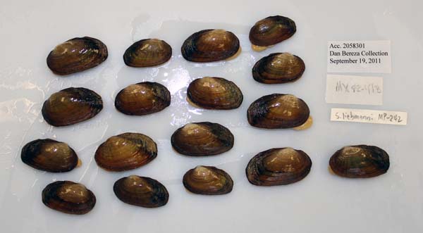specimen