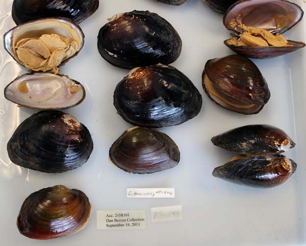 specimen
