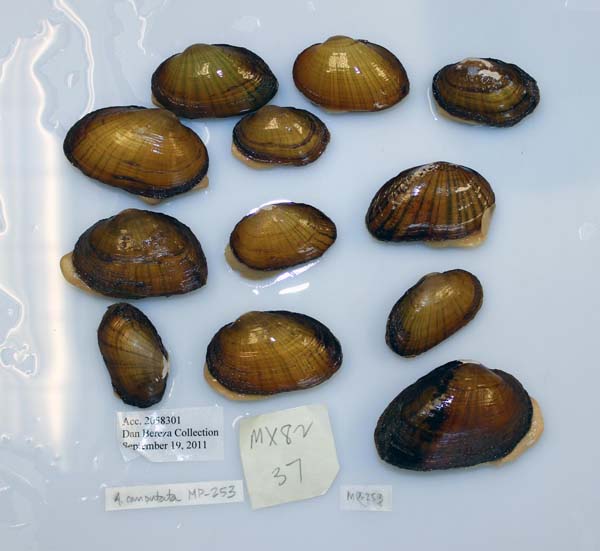 specimen
