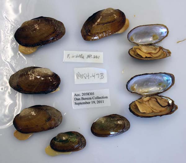 specimen