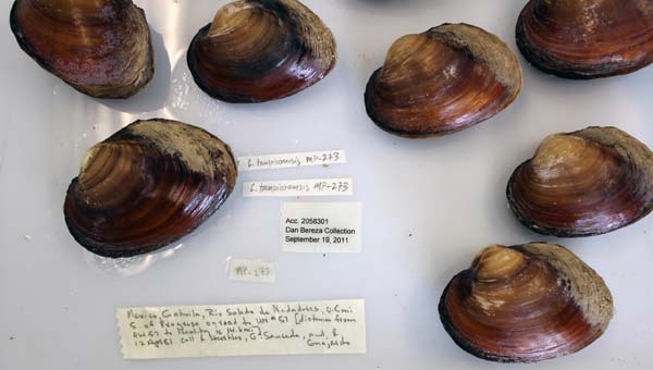 specimen