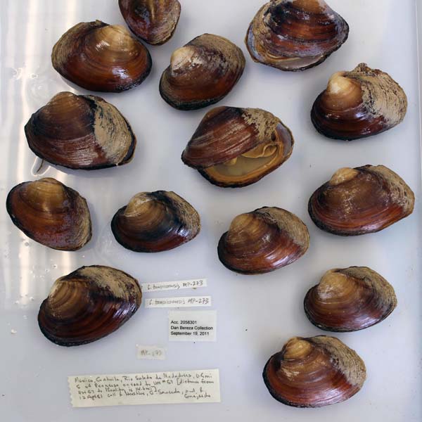 specimen