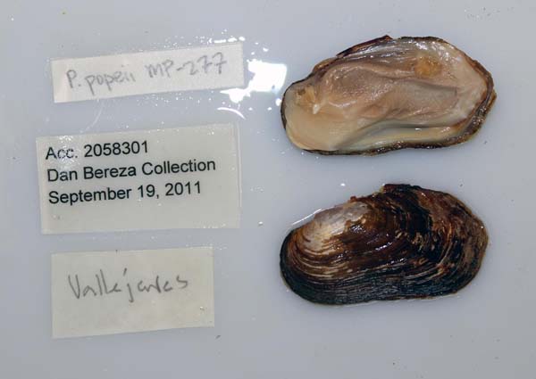 specimen