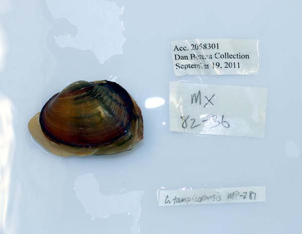 specimen