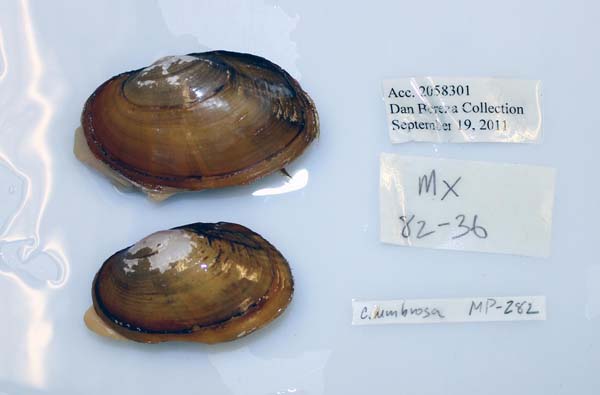 specimen