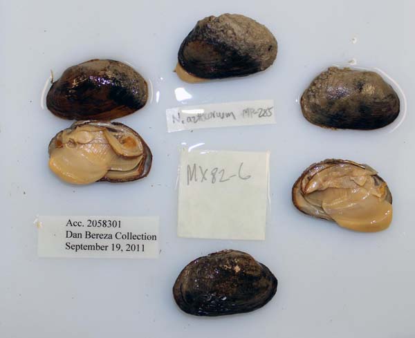 specimen