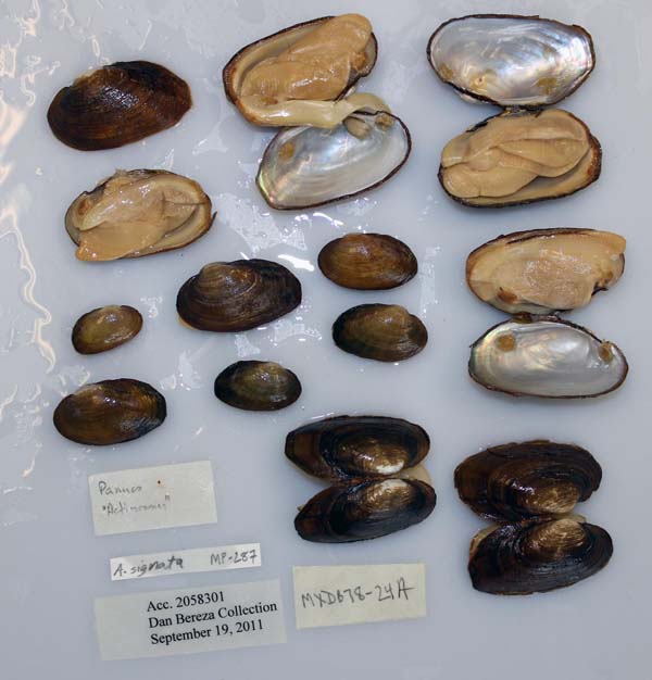 specimen