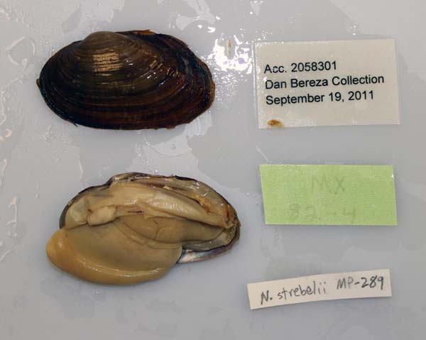 specimen