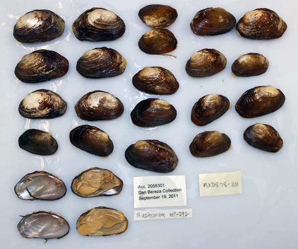 specimen