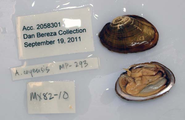 specimen