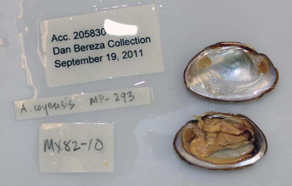 specimen