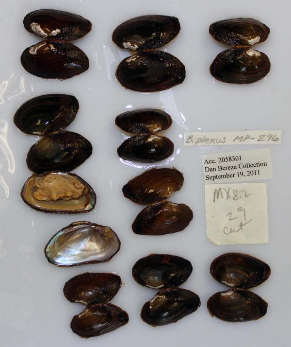 specimen