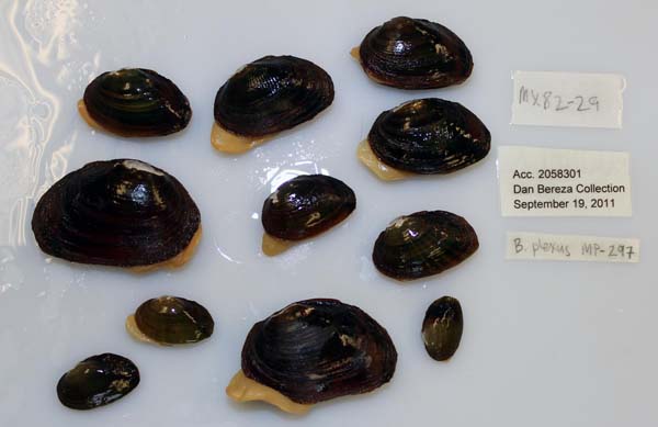 specimen