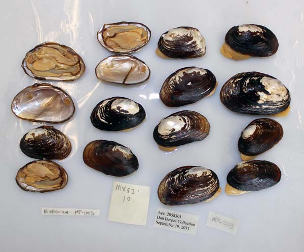 specimen
