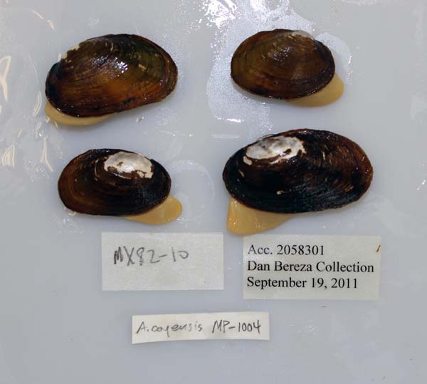 specimen