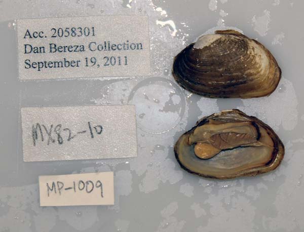 specimen