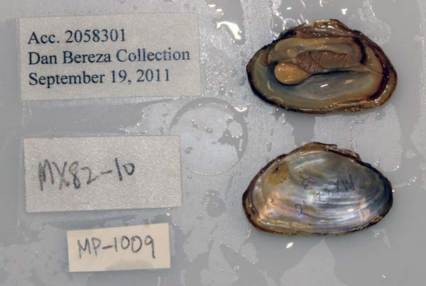 specimen